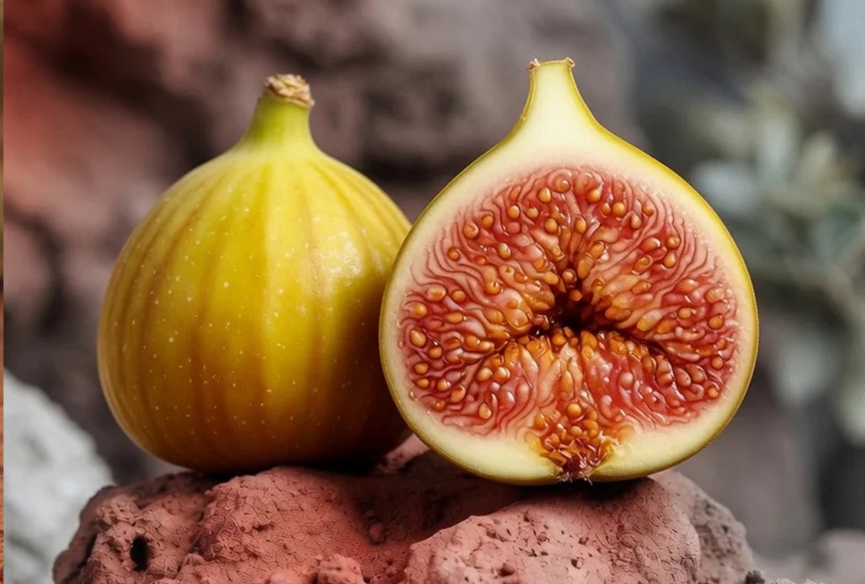 UCR 187-25 Fig Tree Cutting – Sweet Honey Flavor & Proven Desert Performer