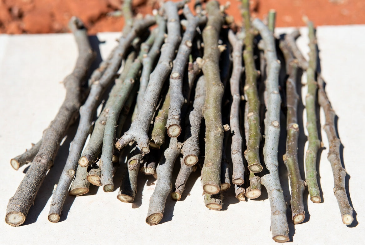 Fig Cuttings