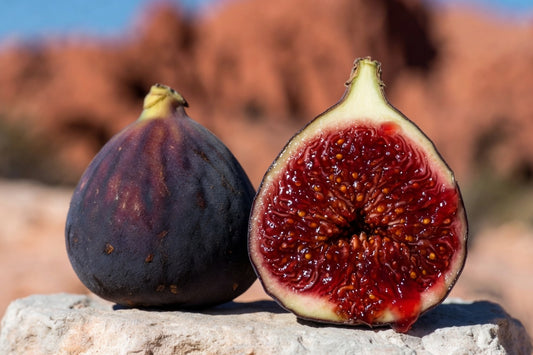 Black Madeira KK Fig Tree Cutting – Dark Sweet Portuguese Fig with Rich Flavor, Desert-Adapted Starter Plant