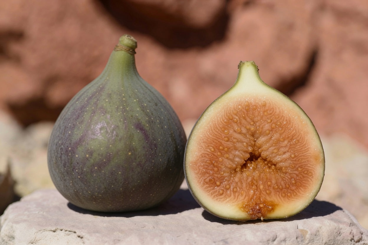 Del Sen Jaume Gran Fig Tree Cutting – Large Sweet Spanish Fig with Rich Flavor, Desert-Adapted Starter Plant
