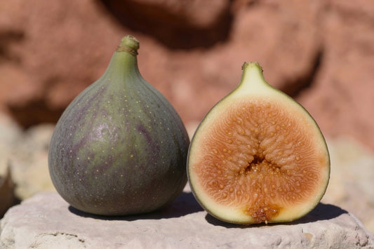 Del Sen Jaume Gran Fig Tree Cutting – Large Sweet Spanish Fig with Rich Flavor, Desert-Adapted Starter Plant