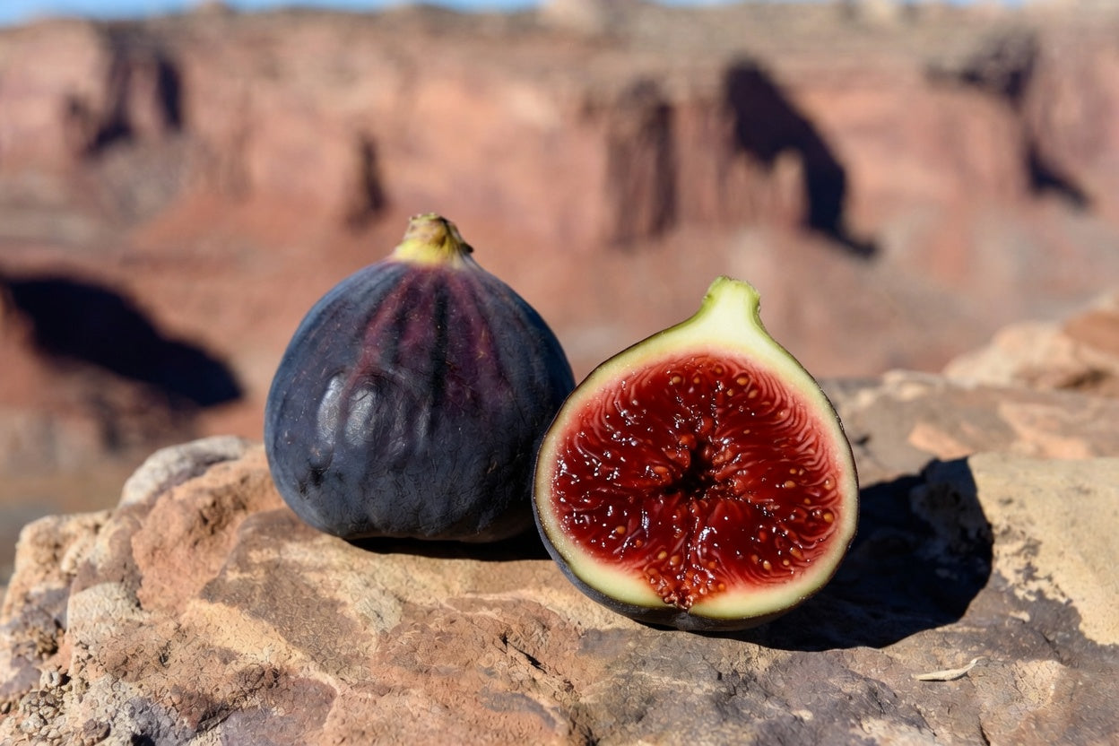 Genovese Nero (AF) Fig Tree – Vigorous Italian Dark Fig with Rich Berry Flavor