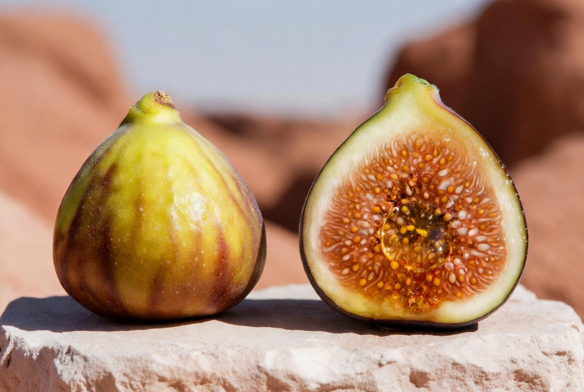 Olympian Fig Tree – Large Sweet Early Fig with Peach Flavor, Desert-Adapted Starter Plant