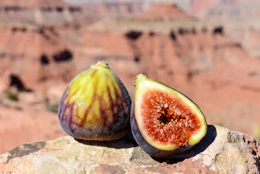 Smith Fig Tree – Rich Berry Heirloom with Exceptional Flavor & Rain Resistance