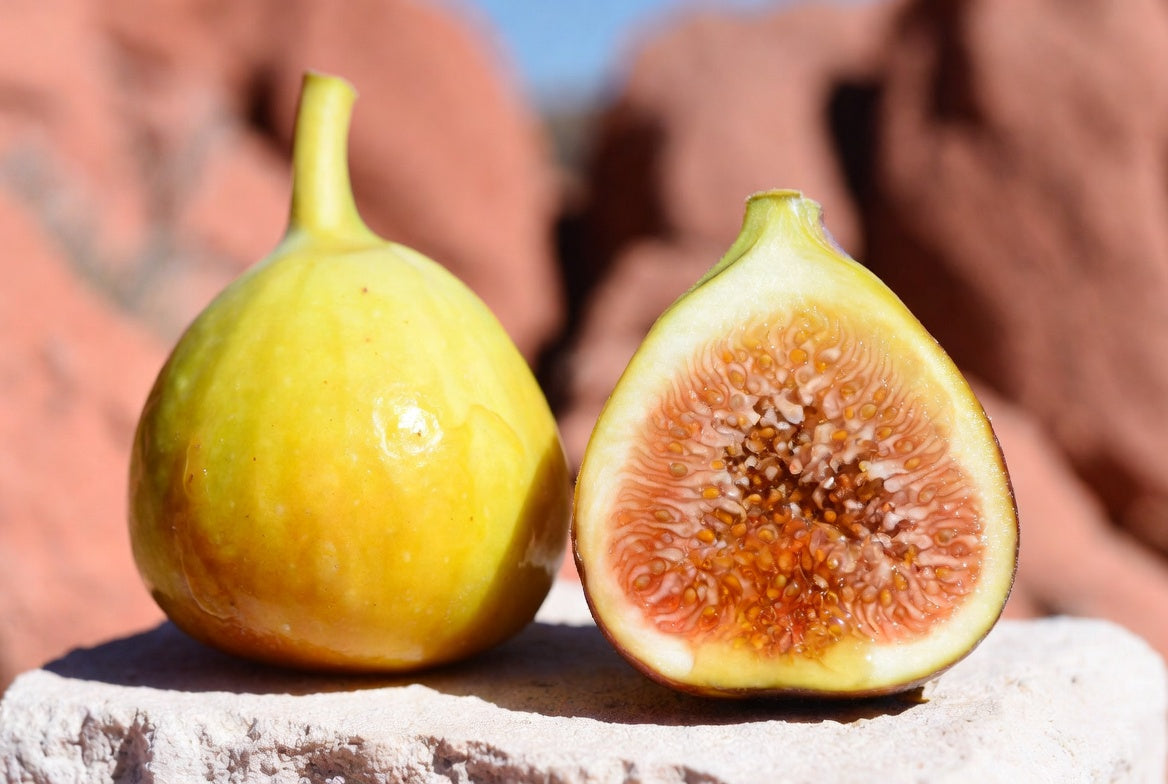 Yellow Longneck Fig Tree Cutting – Jumbo Golden Figs with Honey-Sweet Flavor